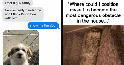 50 Wholesome Animal Memes That Might Just Turn Your Day Around