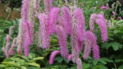 How to grow sanguisorba – to add ethereal beauty and winter interest to your yard