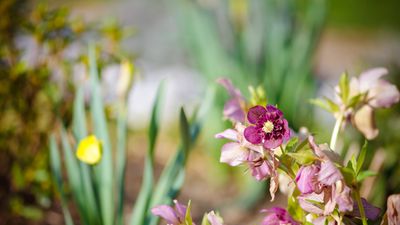 Plants that complement hellebores – for colorful borders full of winter and spring flowers