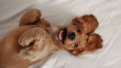 What should you do with a loose dog tooth?