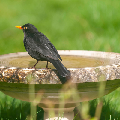 Ornithology experts are urging gardeners to feed blackbirds to help them survive the winter and stop declining numbers