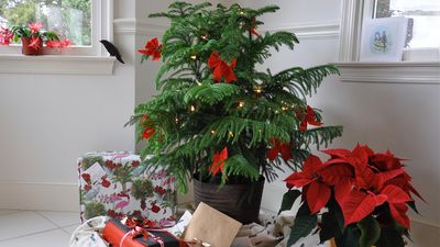 No space for a Christmas tree? Here's 5 alternative houseplants to add festive cheer