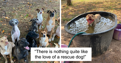 Meet The Couple Who Opened Their Home To 12 Stray Dogs