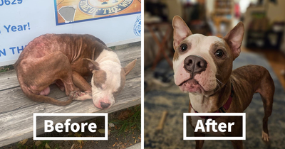 Abandoned Pitbull Parker Rescued From Bus Bench In Chicago, Now Thriving In Foster Care