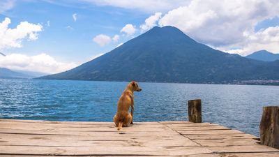 Scientists launch study to determine whether dogs can predict earthquakes and volcanic eruptions