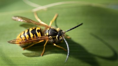 Hiker, 63, dies after being attacked by "stinging insects" on the trail