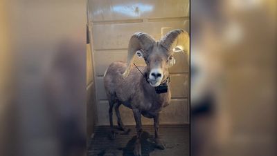 Watch moment herd of endangered desert sheep airlifted from Texas mountain to new home