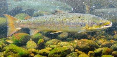 Atlantic salmon need saving, but current conservation measures could do more harm than good