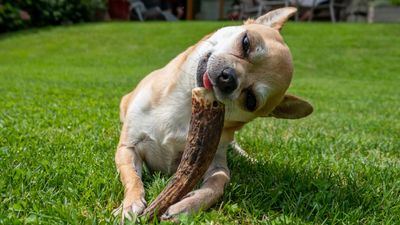 Are antlers safe for dogs? A vet reveals the pros, the cons, and how to minimize any risk