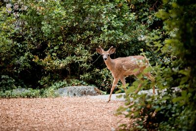 Oregon school worker fired for hunting deer to ‘blow off steam’ during break from work