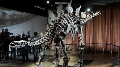 World’s most expensive dinosaur fossil unveiled at New York’s Natural History Museum