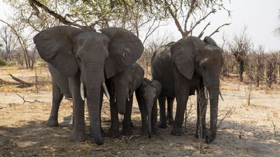 Satellites find likely cause of mysterious African elephant deaths of 2020