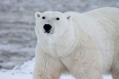 Canadian Husband Fights Polar Bear on Driveway to Save Wife from Surprise Attack