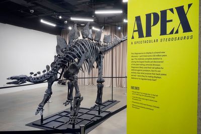 Apex the $45M stegosaurus is on display in New York. Here's what scientists hope to learn about it