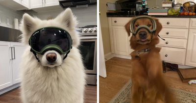 50 Dogs Wearing Goggles That Might Just Make Your Day, As Shared On This ‘Doggles’ Thread