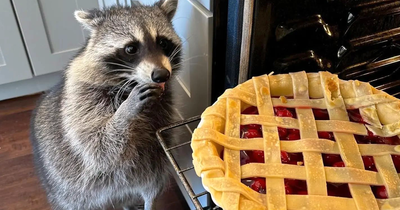 Folks Can’t Stop Giggling At These Random Pics Of Raccoons Enjoying Their Lives (35 Images)