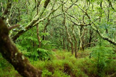 Britain’s rainforests home to wildlife from giant slugs to white-tailed eagles