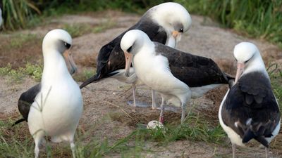 World's oldest-known wild bird lays an egg in Hawaii at age 74