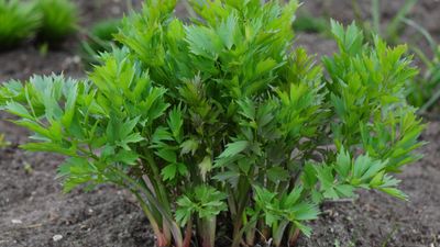 How to grow lovage – for perennial harvests of a surprisingly sweet and celery-like crop