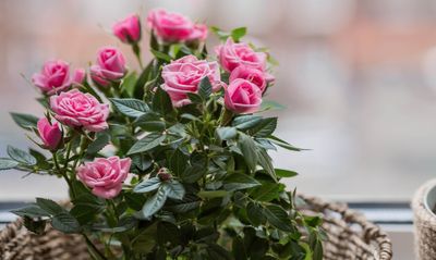 Miniature Roses Make for a Ravishing Houseplant in Your Home — Here’s How You Should Take Care of It