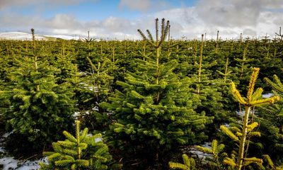 I’m dreaming of a green Christmas: how to reduce your festive tree’s carbon footprint