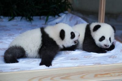 Berlin's new panda twins have been named. Meet Leni and Lotti, or Meng Hao and Meng Tian