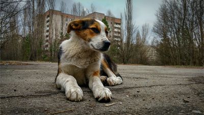 The dogs of Chernobyl could be experiencing rapid evolution, one study suggests