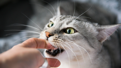 Why does my cat bite me? A vet explains 8 common reasons (plus how to stop them)