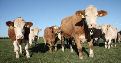 Case of mad cow disease confirmed on Scottish farm