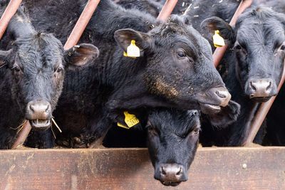 Atypical BSE confirmed on Scottish farm as officials say no risk to human health