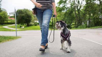 How to keep dogs safe around roads