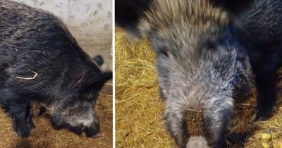 Police search for owner of wild boar found 'on the loose' in Highlands