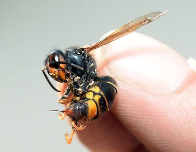 Hunt for 'murder hornets' after first sighting in Europe