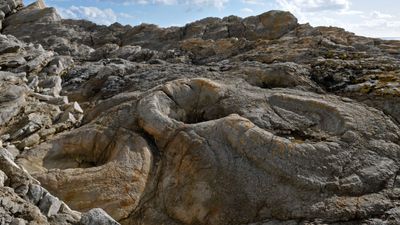 Fossil Forest, Dorset: England's 145 million-year-old tree stump fossils preserved by ancient microbes