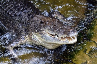 Alaska Man Gets Back at Brother for Throwing Out Pet Alligator by Doing Same to Sibling's Pet Crocodile: Cops