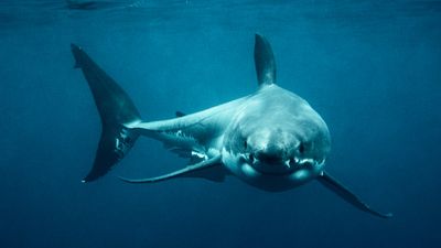 'Mega momma' great white shark killed on drumline may reveal secrets about iconic predator