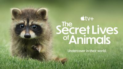 The Secret Lives of Animals: release date, what happens, episode guide, trailer and everything you need to know