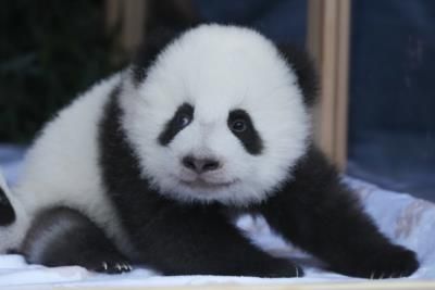 Germany's Berlin Zoo Introduces New Panda Twins With Dual Names