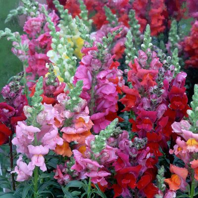 How to grow snapdragons - start this cheerful cottage garden staple off in December