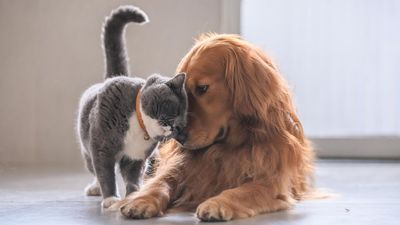 Is Pet Insurance Worth It?