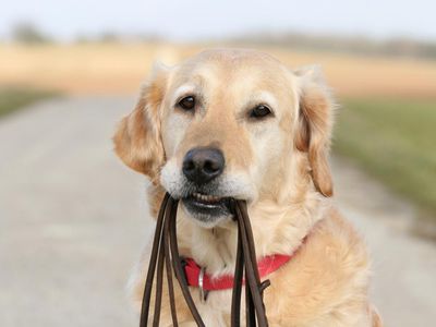 Dog owners require a reality check – and a lead