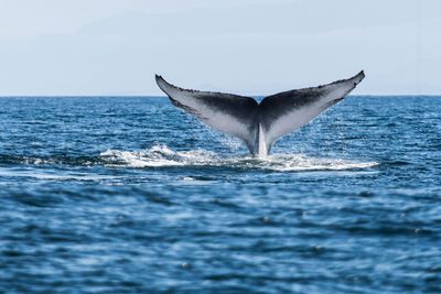 Ship strikes top cause of whale deaths