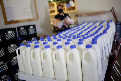 USDA set to test national milk supply so bird flu spread can be tracked