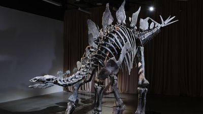 Most expensive dinosaur skeleton ever now on display in New York City