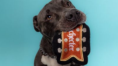 “Each toy is designed in house and rigorously tested by our dogs on staff”: Schecter has a treat for the player who doesn’t mind a squeak or two and some bark in the mix