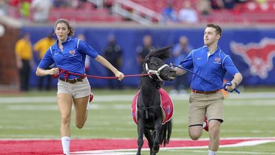 SMU Mascot Peruna Roasts Bevo for Being Too Large to Attend SEC Title Game