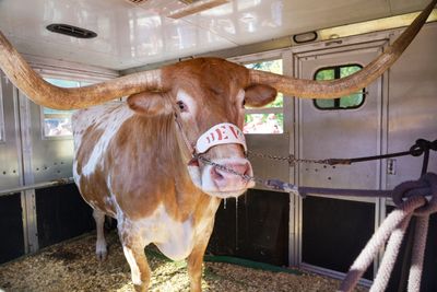 Why Bevo won’t be at Texas vs. Georgia in the 2024 SEC championship game