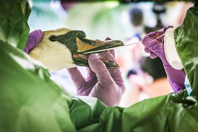 Bird flu could mutate to become worse