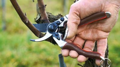 I tested the Felco Elite 6 – and found nearly perfect pruners