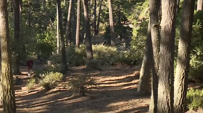 Screaming Female Hiker Rescued After Mysterious 'Tattooed Man' Tied Her to Tree and Walked Away: 'That's So Sinister'